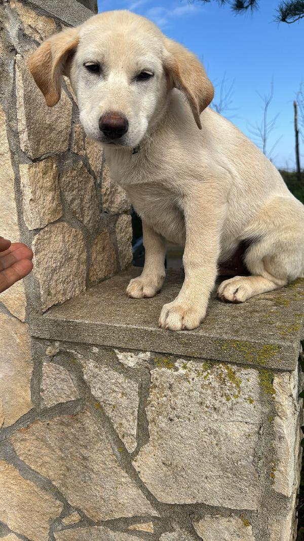 Nimbus splendido cucciolotto simil labrador cerca casa Foto 4